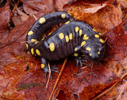 Photo caption: The Boucher Forest Foundation (FFB), supported by local scientists, recently conducted an extensive bioblitz of the forest, identifying more than 200 new fauna and flora species in the area. Pictured, a Maculated Salamander discovered during the bioblitz. Photo: Courtesy of the Boucher Forest Foundation