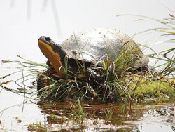Photo: Nature Conservancy of Canada
