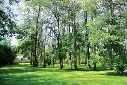 Some 800 infested ash trees are slated to be cut down in St-Malo Park. Photo: LRC
