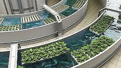 Aquaponic farming integrates systems to conserve resources. 
Photo: Courtesy
