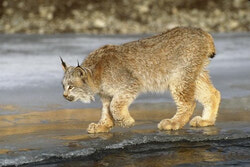 Canadian Lynx in its natural habitat in Quebec. Photo: Courtesy of Zoo Ecomuseum.