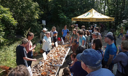 Sortie mycologique avec  l'Alliance Parc Deschênes