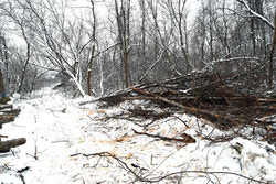 Municipal employees cutting trees at Claude-Rioux Park on March 14. 
Photos: Olivier Pilon, Lily Ryan