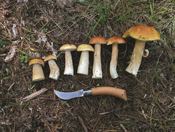 Photo: Some mushrooms Chris Seifried recently picked in Clarendon: Boletes edulis or King Bolete, called the “Cep” in French, which is one of the most prized edible mushrooms, widely distributed throughout North America. Photo: SUBMITTED