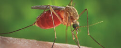 Photo: Courtesy Ottawa Public Health