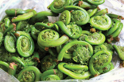 Fiddleheads are rich in minerals and vitamins.
Photo: University of Vermont