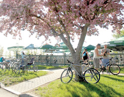 From spring’s first flowers to fall’s brisk winds, the Aylmer Marina is a focal point in Gatineau, with the Resto-Bar at its centre.
Photo: Lily Ryan