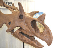 A new species of horned dinosaur unveiled in Aylmer, May 18, at the Canadian Museum of Nature Collections Facility on Pink Road.
Photo: LRC