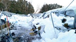 Ron and Sylvia Nesbitt were awoken in February to find a 10,000 square foot section of their greenhouse collapsed under snow.
Photo: Nesbitt Family