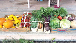Growing vegetables offers a ‘do-it-yourself’ satisfaction, and food on the table!
Photo: Françoise Drouin-Soucy